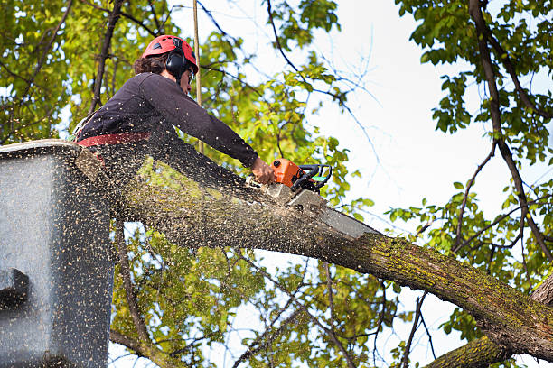 Seasonal Cleanup (Spring/Fall) in Brownville, NJ